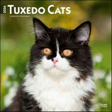 Tuxedo Cats