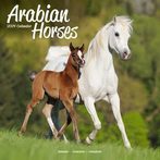Arabians 2024 Calendars