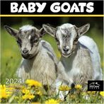 Goats 2024 Calendars