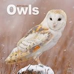 Owls 2024 Calendars