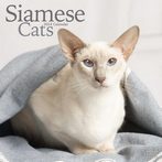 2024 Siamese Cats Calendars